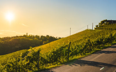 La route des vins