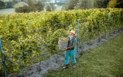 Les vins alsacien